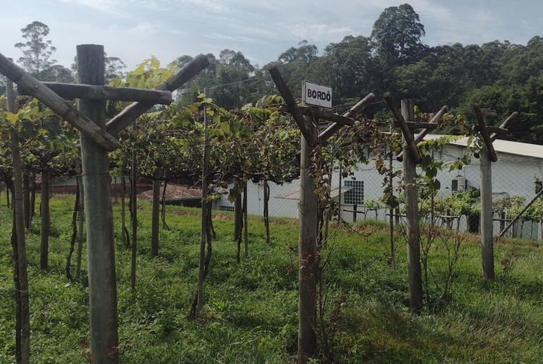 Em Jundiaí Castanho produz ótimos espumantes 4 Foto Claudio Schapochnik_Que Gostoso!