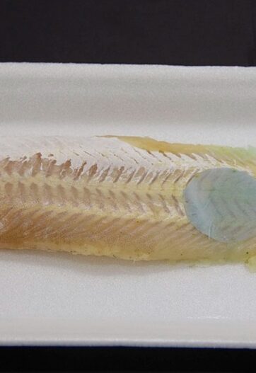 Embalagem muda de cor quando peixe estraga 2 Foto Matheus Falanga_divulgação Embrapa Instrumentação