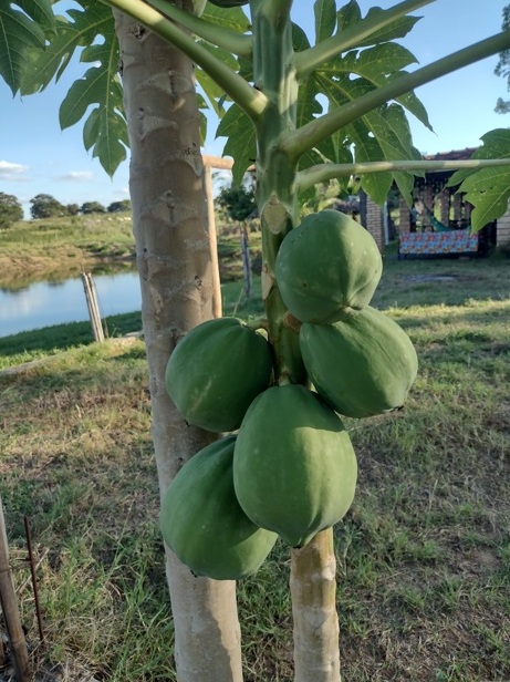 Sabor de SP San Murai serve almoço magnífico 10 Foto Claudio Schapochnik_Que Gostoso!