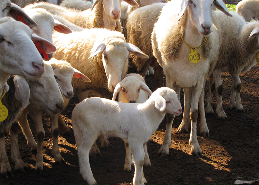 Ovino Pantaneiro se fortalece com pesquisa Foto Raquel Brunelli d´Avila Divulgação Embrapa Pantanal