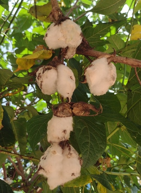 Sabor de SP Colha uvas no Rancho das Videiras 12 Foto Claudio Schapochnik_Que Gostoso!