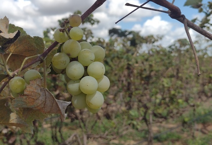 Sabor de SP Colha uvas no Rancho das Videiras 6 Foto Claudio Schapochnik_Que Gostoso!