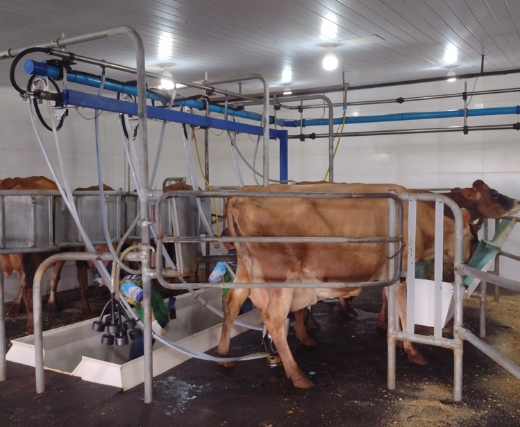 Sabor de SP Dal Bello faz queijos notáveis de jersey 1 Foto Claudio Schapochnik_Que Gostoso!