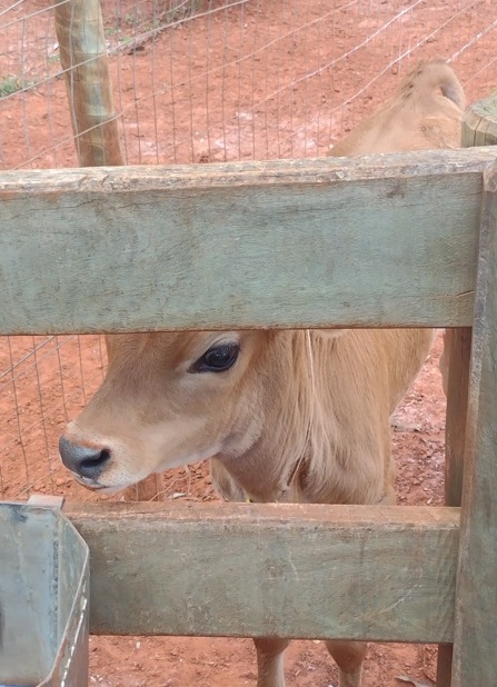 Sabor de SP Dal Bello faz queijos notáveis de jersey 4 Foto Claudio Schapochnik_Que Gostoso!