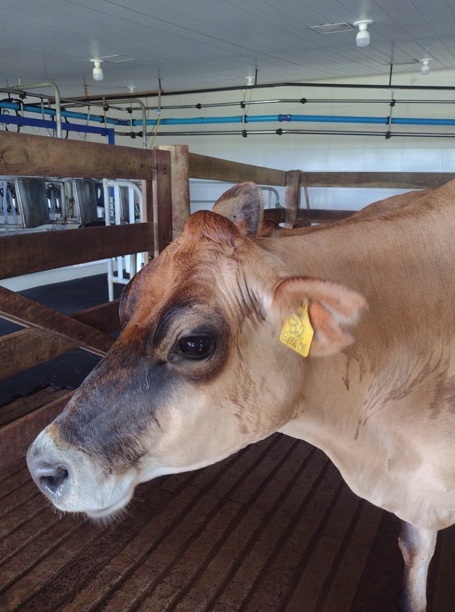 Sabor de SP Dal Bello faz queijos notáveis de jersey 5 Foto Claudio Schapochnik_Que Gostoso!