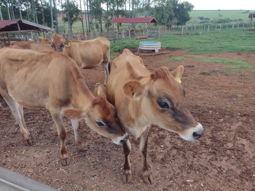 Sabor de SP Dal Bello faz queijos notáveis de jersey 6 Foto Claudio Schapochnik_Que Gostoso!