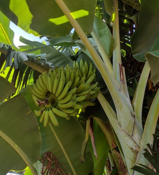 Sabor de SP Mirtes, a rainha da Banana Verde 6 Foto Claudio Schapochnik_Que Gostoso!