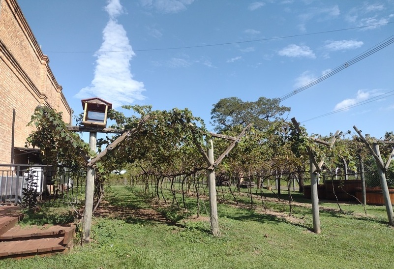 Sabor de SP Vinícola Ferracini recebe visitantes 1 Foto Claudio Schapochnik_Que Gostoso!
