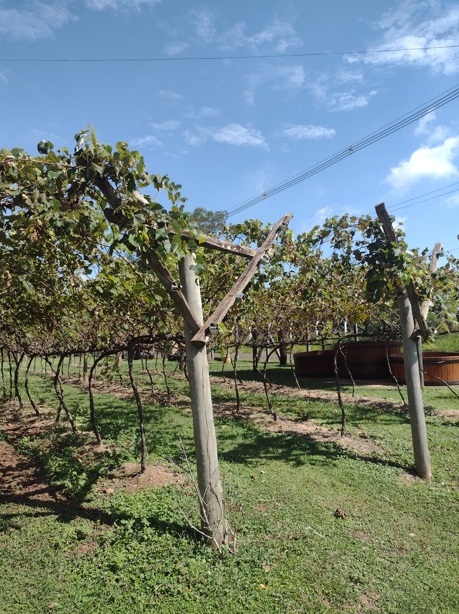 Sabor de SP Vinícola Ferracini recebe visitantes 10 Foto Claudio Schapochnik_Que Gostoso!