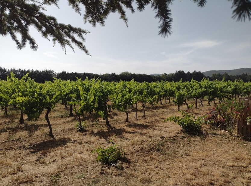 Luberon (FR) Château de Mejans vai além do vinho 10 Foto Claudio Schapochnik_Que Gostoso!