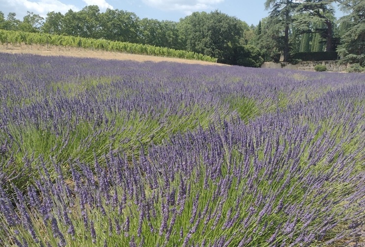 Luberon (FR) Franc 1884 converte lavanda em arte 8 Foto Claudio Schapochnik_Que Gostoso!