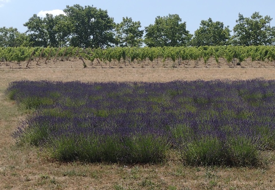 Região de Luberon (França) é nova série do QG! 4 Foto Claudio Schapochnik_Que Gostoso!