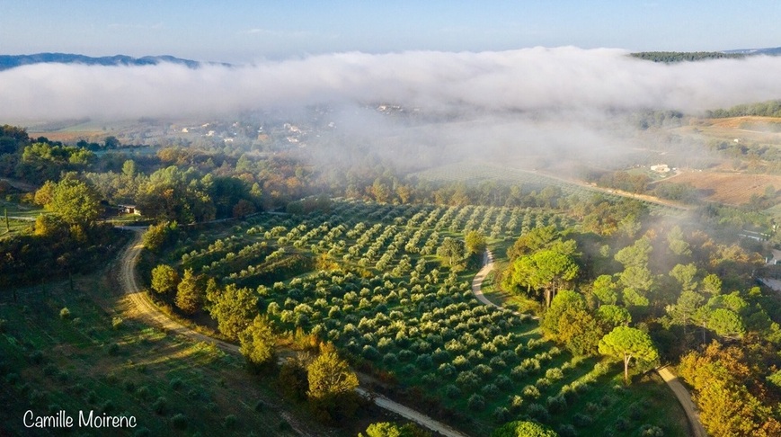 Luberon (FR) Azeite da Bastide du Laval é fabuloso Foto Camille Moirenc