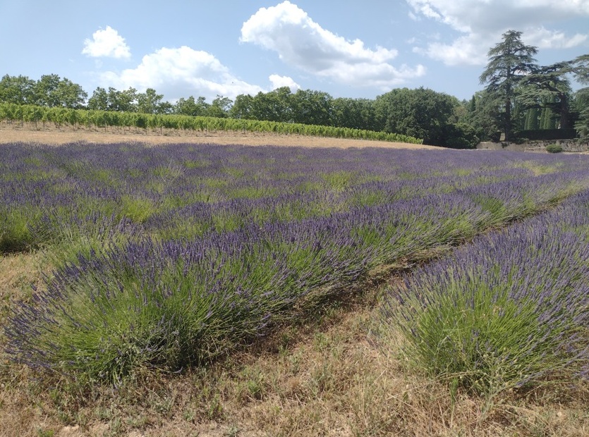 Luberon (FR) Château de Sannes faz ótimo vinho 3 Foto Claudio Schapochnik_Que Gostoso!