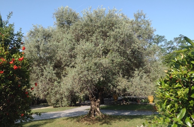Luberon (FR) La Fenière é hotel rural estrelado 1 Foto Claudio Schapochnik_Que Gostoso!