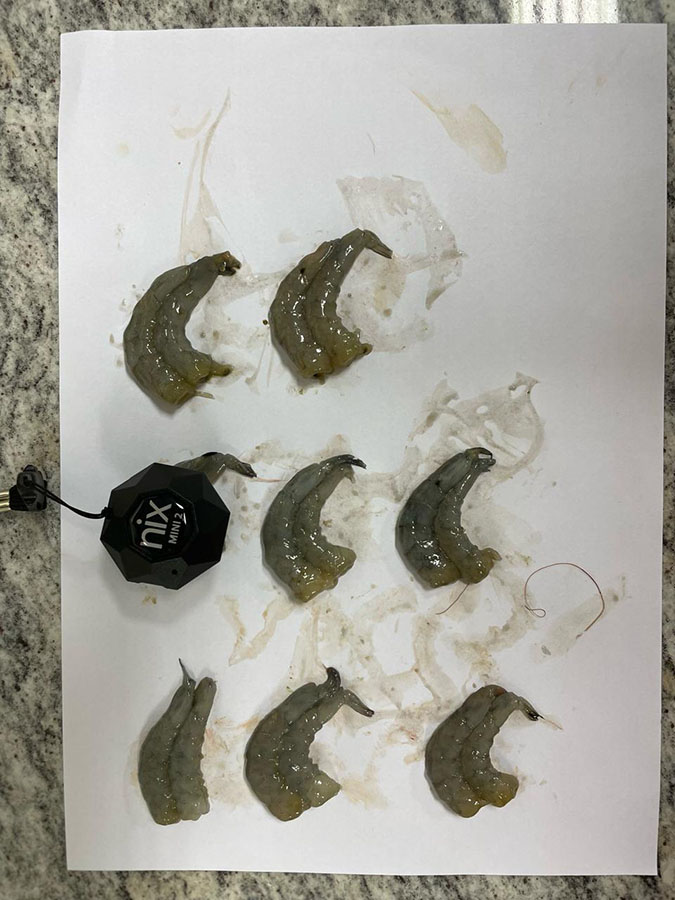 Produção de análogos de pescado ganha impulso 2 Foto Fabíola Fogaça Divulgação Embrapa