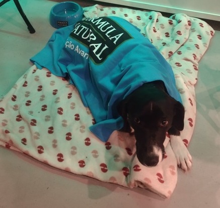 Sabor de SP Artesanal, Los Gatos faz ótima cerveja 5 Foto Claudio Schapochnik_Que Gostoso!