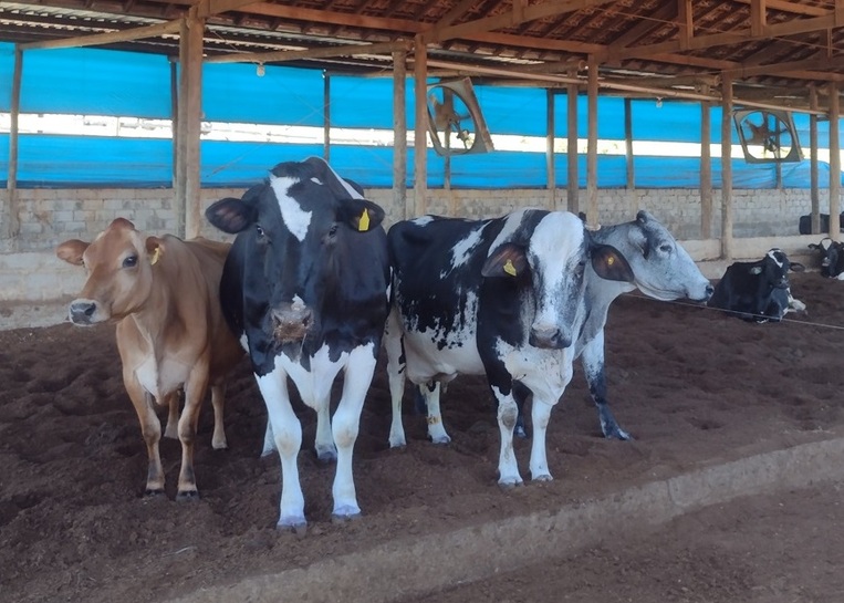 Sabor de SP Frescal do Sítio Paraíso agrada demais 13 Foto Claudio Schapochnik_Que Gostoso!
