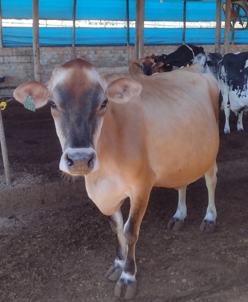 Sabor de SP Frescal do Sítio Paraíso agrada demais 14 Foto Claudio Schapochnik_Que Gostoso!